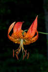 Turk's cap lily